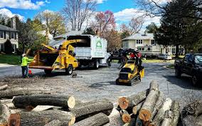 Best Tree Preservation Services  in Jackson, LA