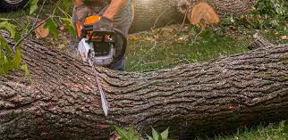 Best Emergency Tree Removal Services  in Jackson, LA