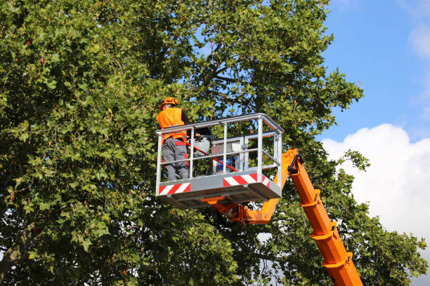 Best Tree Disease Treatment  in Jackson, LA