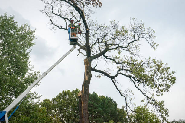  Jackson, LA Tree Services Pros