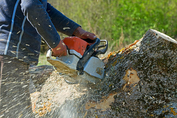 Best Residential Tree Removal  in Jackson, LA